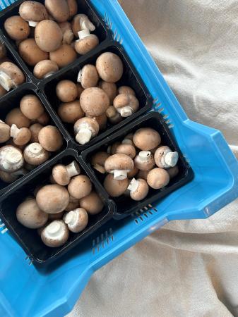 Champ paris bruin pr (kist 6x250g)