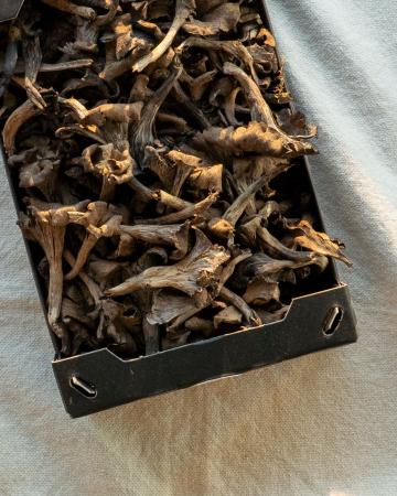 Champ trompette de la mort pr (1kg)