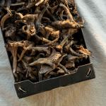 Champ trompette de la mort pr (1kg) (ST)