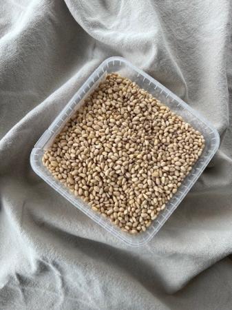 Denneappelpitten pr (1,7kg)