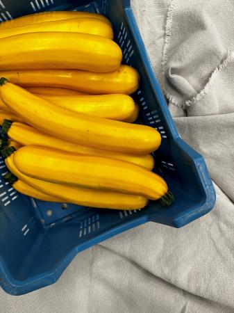 Courgette geel pr (kist 14st)