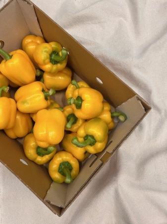Paprika geel pr (kist 5kg)