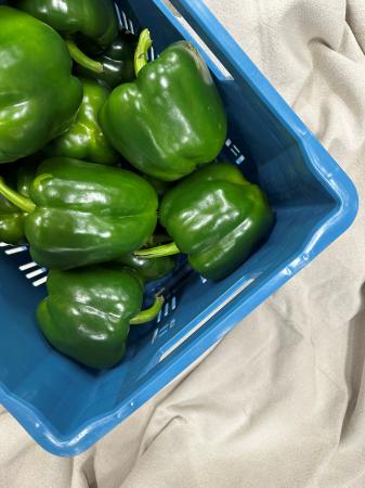 Paprika groen pr (kist 5kg)