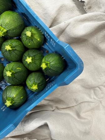Courgette rond pr (kist)