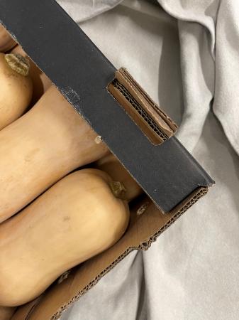 Pompoen butternut pr (kist 8stuks)