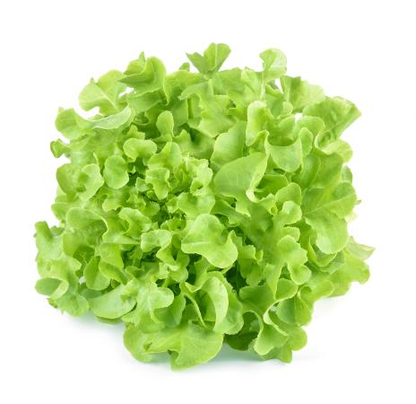Feuille de chêne vert pr (caisse 8pieces)