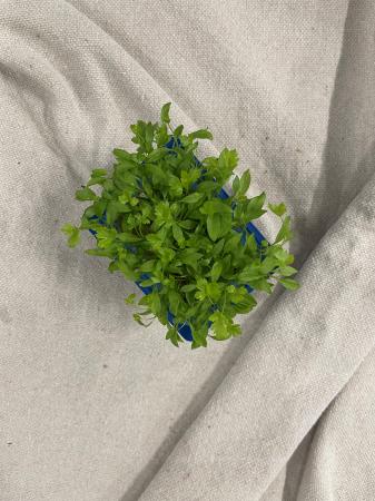 Persinette cress pr (kist 16xpot)