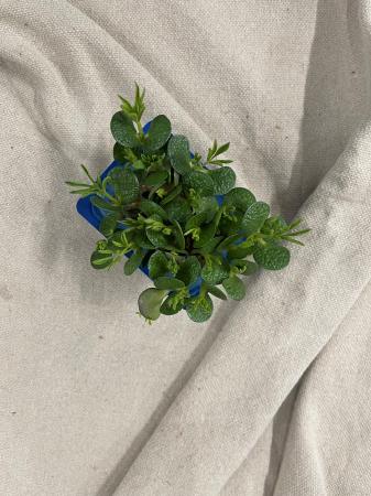 Lupine cress pr (kist 16xpot)