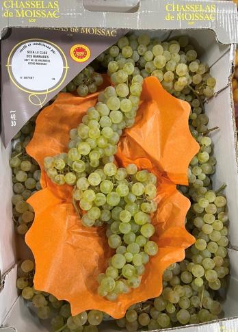 Chasselas druiven opnieuw begonnen! 