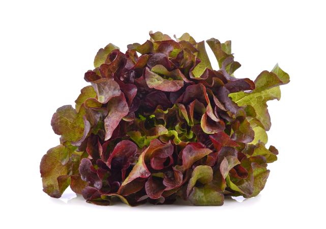 Sla eikeblad rood (kist 8stuks)