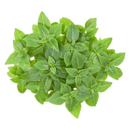 Basilicum miniblad pr (plant) (bio)