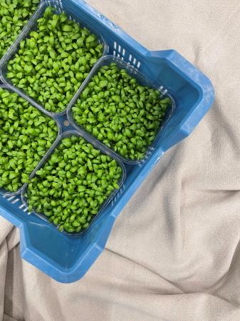 Tuinkers mat pr (kist 6pot)