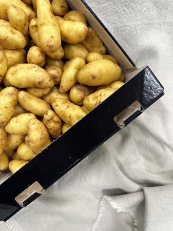 Aard ratte pr (1kg)