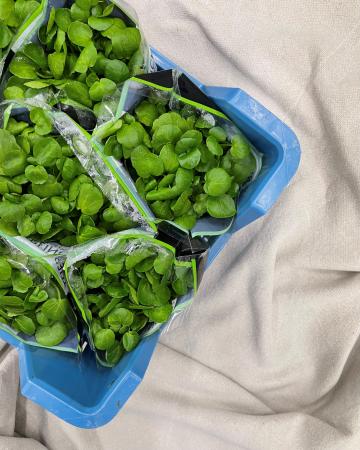 Waterkers fijn in plant pr (kist 10st)