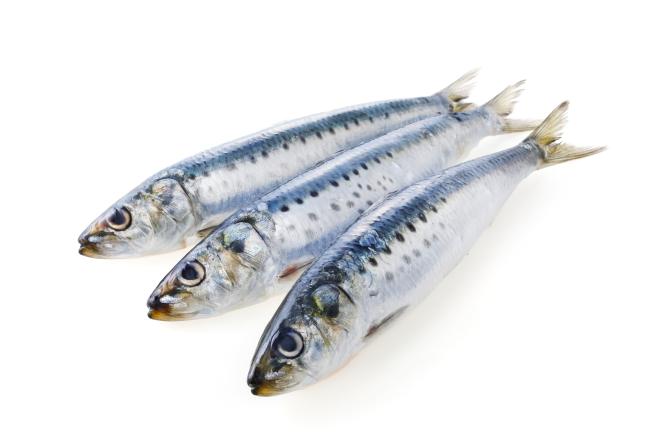 Sardinellas Galicia pr (blik)