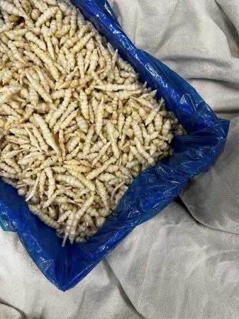 Crosnes pr (1kg)