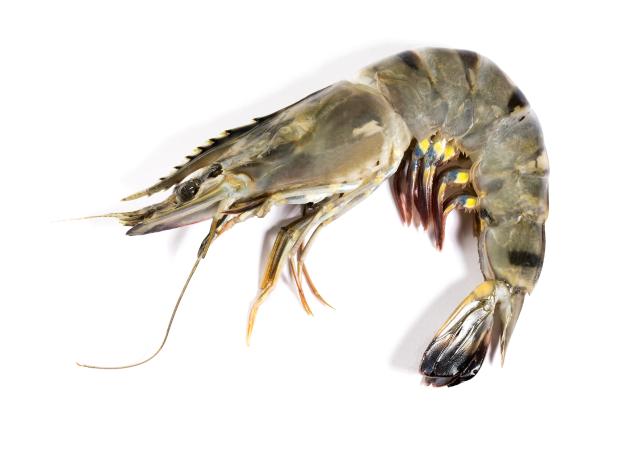 Gamba met kop 16/20 pr kg DPV