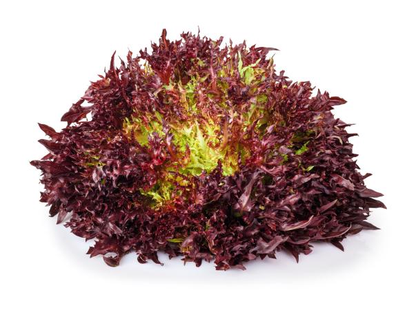 Sla frise rood pr (kist 8stuks)