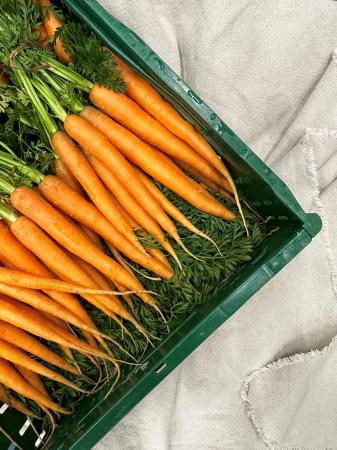 Carrot bunch pr (chest 12pc)