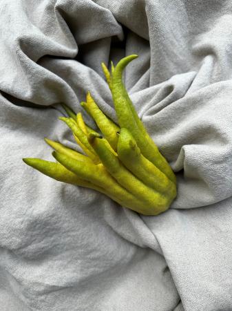 Buddah's hand pr (stuk)