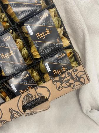 Physalis pr (caisse 12pc)