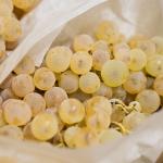 Chasselas & Muscat are back!