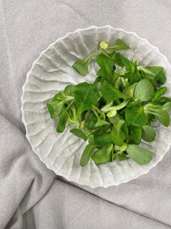 Sla veldsla gewassen pr (250g)