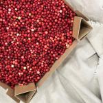 Cranberry pr (chest 5kg) (KIST)