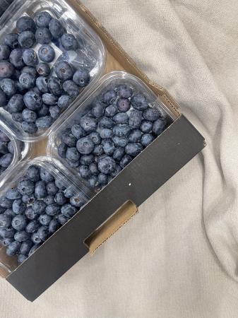 Bosbes pr kist (15 potjes)