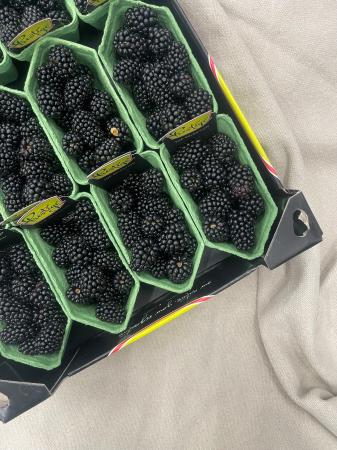 Braambes pr kist (15 potjes)