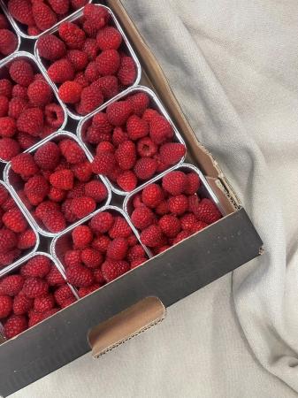 Framboos pr kist (15 potjes)
