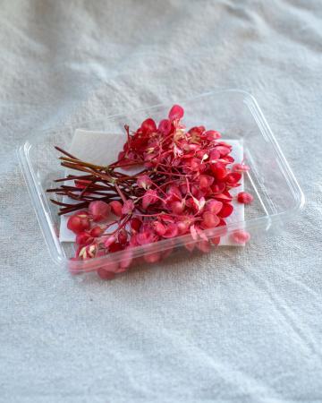 Appel blossom pr (schaal)