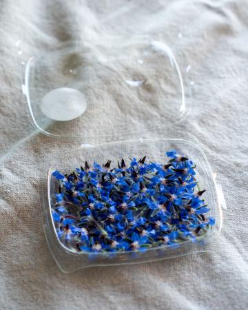 Bloem borage BLAUW pr (schaal)
