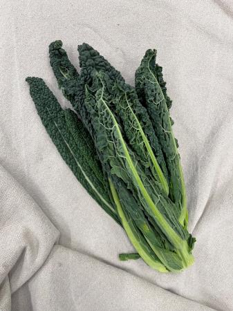 Palmkool cavolo nero pr (bussel)