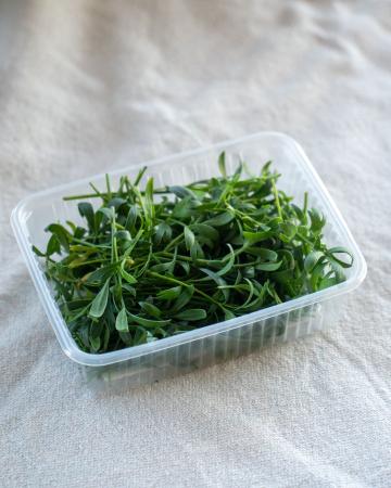 Sea fennel pr (schaal)
