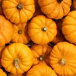 Pumpkin season has started!
