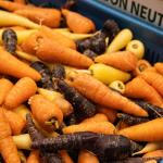 Mini Chantenay carrots are here!