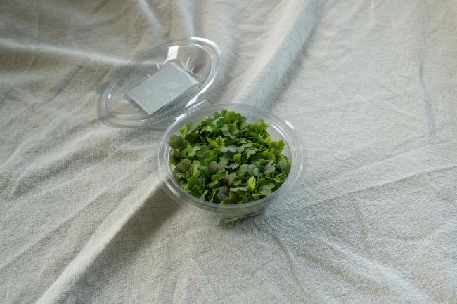 Micro leaves RED DRAGON pr (pot 45g)