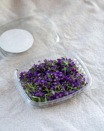 Bloem alysse violette pr (schaal)