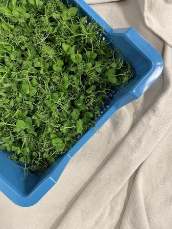 Affilla cress pr (kist 16xpot)