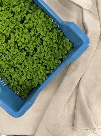 Atsina cress pr (kist 16xpot)