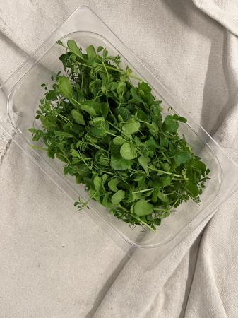 Salad pea shoots pr (pot)