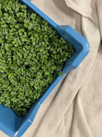Daikon cress pr (kist 16xpot)