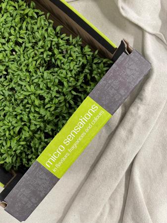 Ghoa / Coriander cress pr (kist 16xpot)