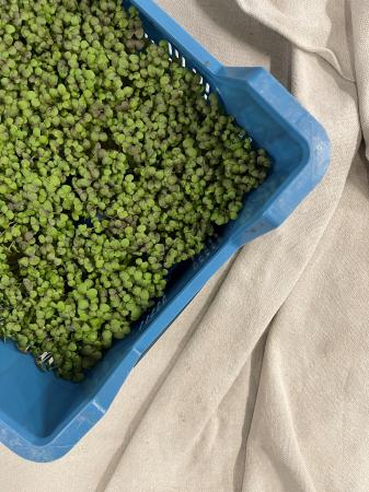 Mustard cress pr (kist 16xpot)