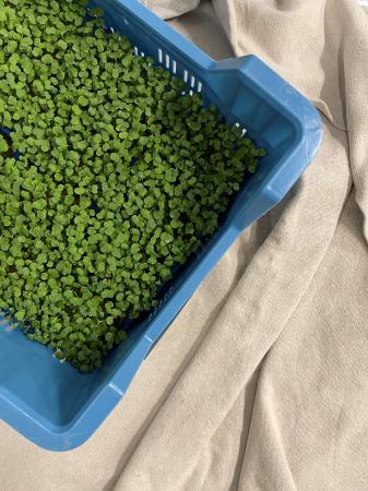 Rucola cress pr (kist 16xpot)