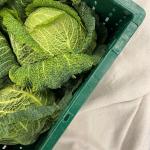 Cabbage savoy pr (piece) (ST)