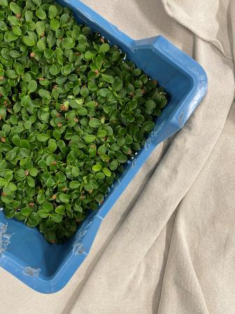 Tahoon cress pr (kist 16xpot)