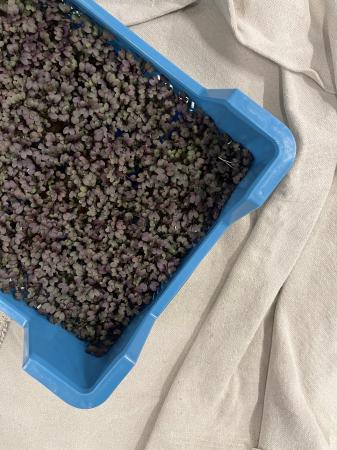 Kyona RED mustard cress pr (kist 16xpot)
