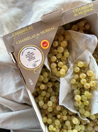 Chasselas grapes pr (box +/- 4,5kg)